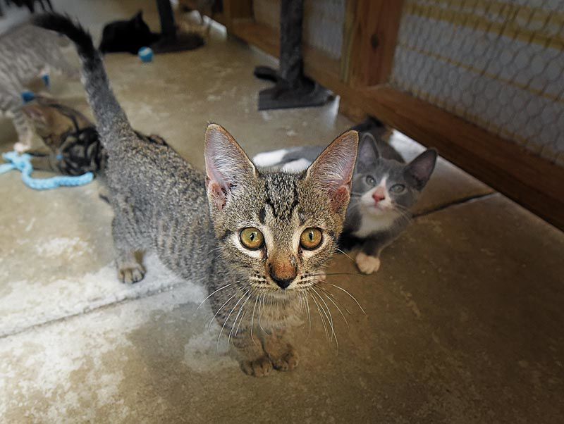 Wiregrass Humane Society accepts kittens after tragedy